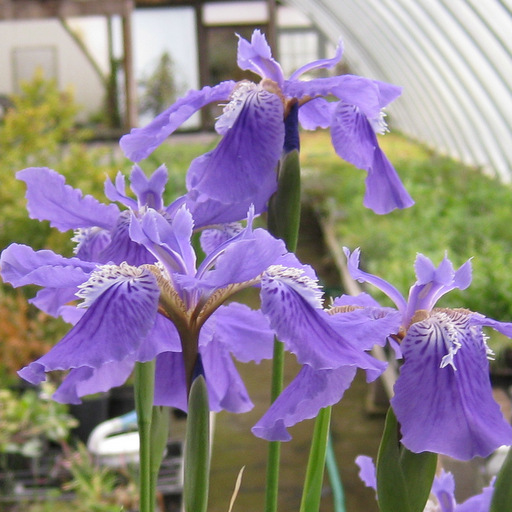 Iris tectorum Blue